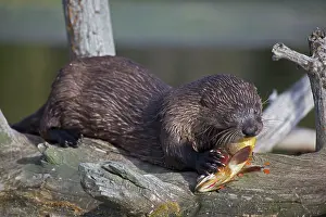 Trouts: River Otter - eating Cutthroat Trout