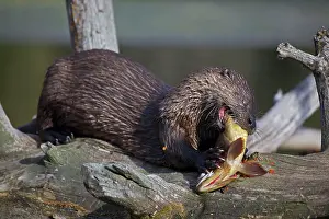 Trouts: River Otter - eating Cutthroat Trout