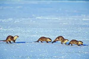 Traveling: River Otter - family traveling across frozen lake in winter
