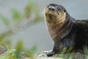 Ken Archer: River otter pauses for a moment while foraging along a river