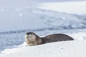 Yellowstone: River otter in the snow in the Lamar Valley of Yellowstone