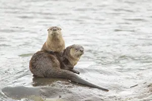 190219: Two River Otters (Lontra canadensis) on a rock