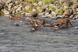Ramganga: River Otters in the river Ramganga
