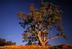 Camaldulensis: River Red Gum