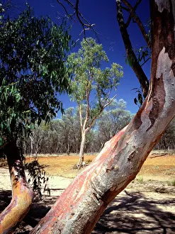 Camaldulensis: River red gum (Eucalyptus camaldulensis). Thrushton