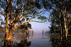 Camaldulensis: River Red Gum - flooded