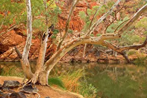 Towering: River Red Gum - large River Red Gums and towering