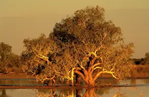 Floods: River Red Gum - sunset, recent rains have turned