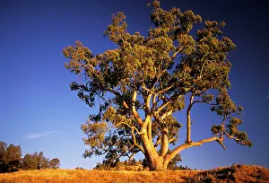Camaldulensis: River Red Gum tree
