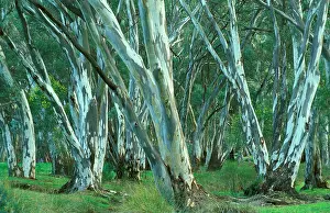 Camaldulensis: River Red Gums