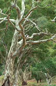 Camaldulensis: River Red Gums