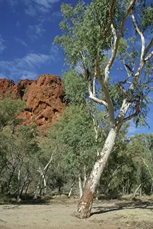 Camaldulensis: River Red Gums