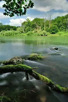 Alluvial: River riverside forest alluvial forest summer