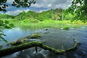 Alluvial: River riverside forest alluvial forest summer
