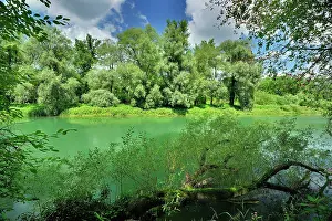 Alluvial: River riverside forest alluvial forest summer