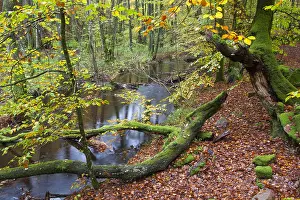 051118: River Skaeran in autumn - Soederasen National Park
