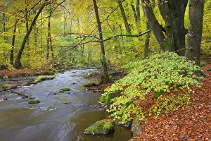 Skane: River Skaeran in autumn - Soederasen National Park
