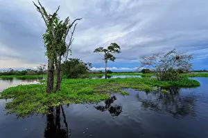 Mamiraua: river Solimoes, flooded forest, Amazon, Mamiraua
