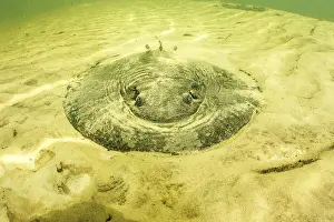 Elasmobranchii: River stingray (Potamotrygon sp), Paraguay River