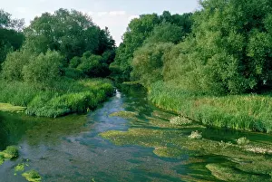Dropwort: River Stour - River Water Dropwort