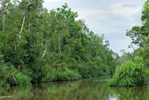 Habtiat: River at Tanjung Puting national park