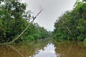 Habtiat: River at Tanjung Puting national park