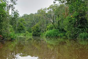 Habtiat: River at Tanjung Puting national park