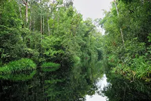 Habtiat: River at Tanjung Puting national park