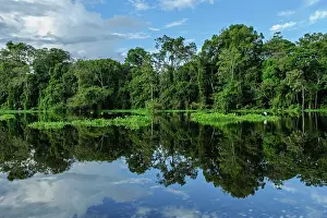 Mamiraua: river Tefe, Amazon, flooded forest, Amazon, Mamiraua