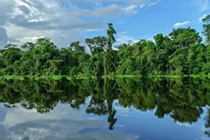 Mamiraua: river Tefe, Amazon, flooded forest, Amazon, Mamiraua