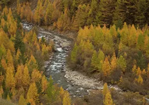 Larches: River Ubaye, flowing fast between Common / European