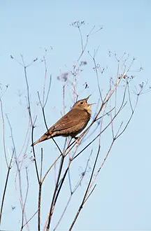 Sings: RIVER WARBLER - sings on branch