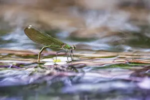 Calopteryx: River Water Crowfoot