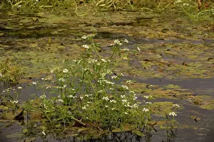 Fluviatilis: River water-dropwort in River Piddle