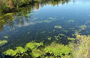 Algal: River Water Pollution