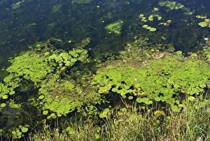 Algal: River Water Pollution