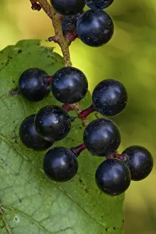 Riparia: Riverbank Grape