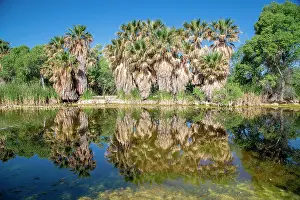 Palms: Riverbank vegetation, fan palms reflected in the
