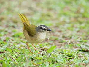 Bill Coster: Riverbank Warbler Myiothlypis rivularis Atlantic