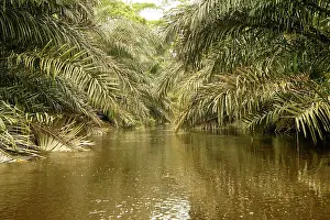 Riverine: Riverine Forest / Rainforest