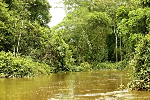 Riverine: Riverine Forest / Rainforest