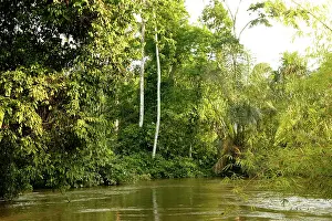 Riverine: Riverine Forest / Rainforest