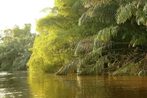 Riverine: Riverine Forest / Rainforest