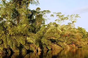 Riverine: Riverine Forest / Rainforest