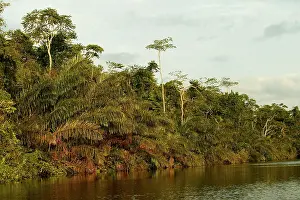 Riverine: Riverine Forest / Rainforest