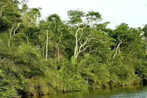 Riverine: Riverine Forest / Rainforest