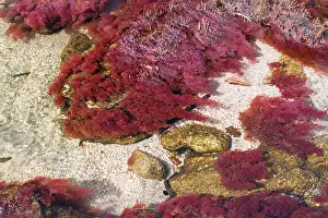 Clavigera: Riverweed