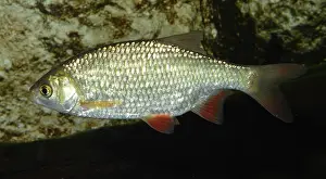 Rutilus: Roach