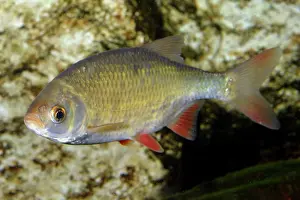 Rutilus: Roach