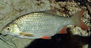 Rutilus: Roach
